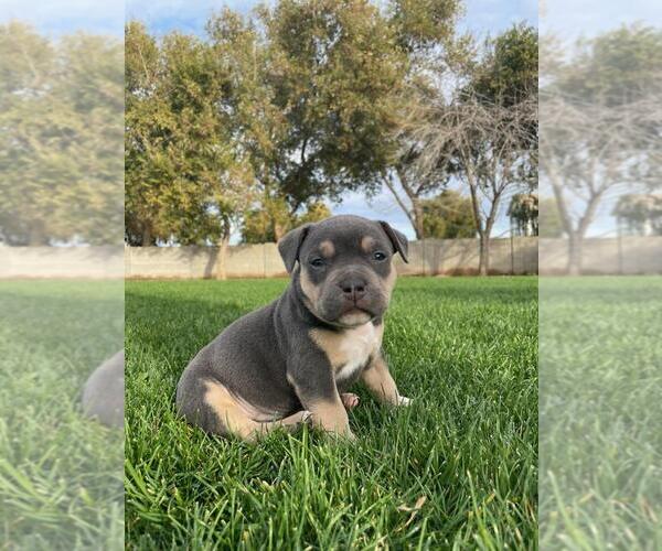 Medium Photo #1 American Bully Puppy For Sale in GILBERT, AZ, USA