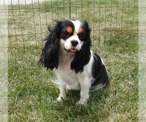 Mother of the Cavalier King Charles Spaniel puppies born on 11/18/2025