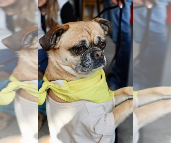Medium Photo #25 Puggle Puppy For Sale in Oak Bluffs, MA, USA