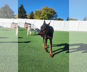 Rufio Adoption Pending! - Male Doberman Pinscher Dog for Adoption - Photo #5