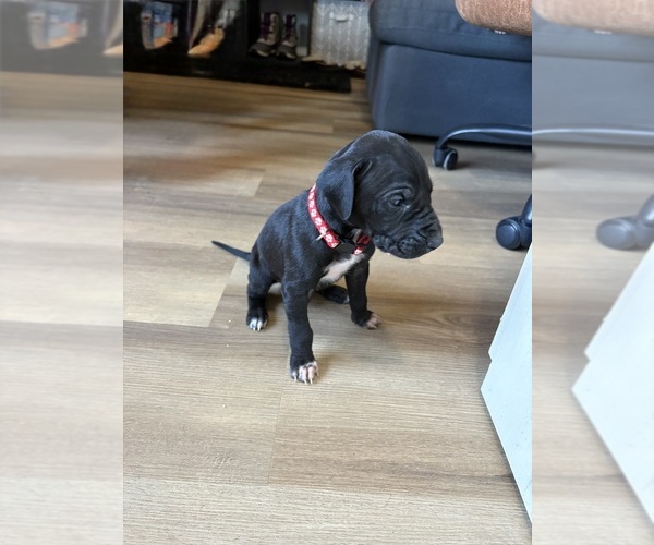 Medium Photo #1 Great Dane Puppy For Sale in BLYTHEWOOD, SC, USA