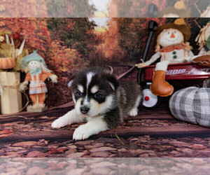 Pomsky Puppy for sale in SPRINGFIELD, MO, USA