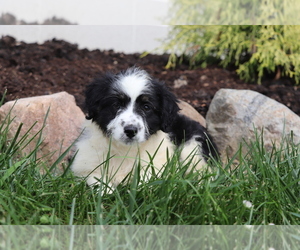 Aussiedoodle Puppy for sale in SHILOH, OH, USA