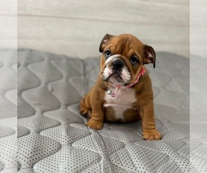 English Bulldog Puppy for Sale in REVERE, Massachusetts USA