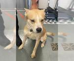 Small Huskies -Labrador Retriever Mix