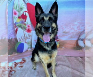 German Shepherd Dog Dogs for adoption in Long Beach, CA, USA
