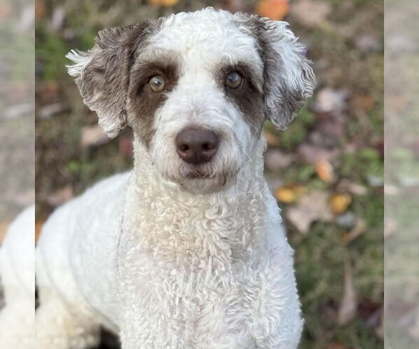 Medium Photo #2 Poodle (Standard)-Unknown Mix Puppy For Sale in Cranford, NJ, USA