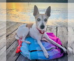 Small #1 Rat Terrier