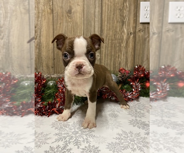 Medium Photo #7 Boston Terrier Puppy For Sale in MYRTLE, MO, USA