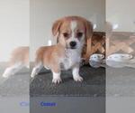 Small Photo #1 Shorgi Puppy For Sale in SHIPSHEWANA, IN, USA