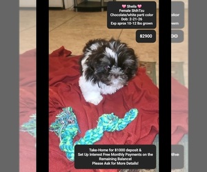 Shih Tzu Puppy for sale in TUCSON, AZ, USA