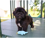 Image preview for Ad Listing. Nickname: Harry