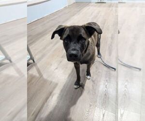 American Pit Bull Terrier-Labrador Retriever Mix Dogs for adoption in Calgary, Alberta, Canada