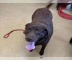 Small Labrador Retriever