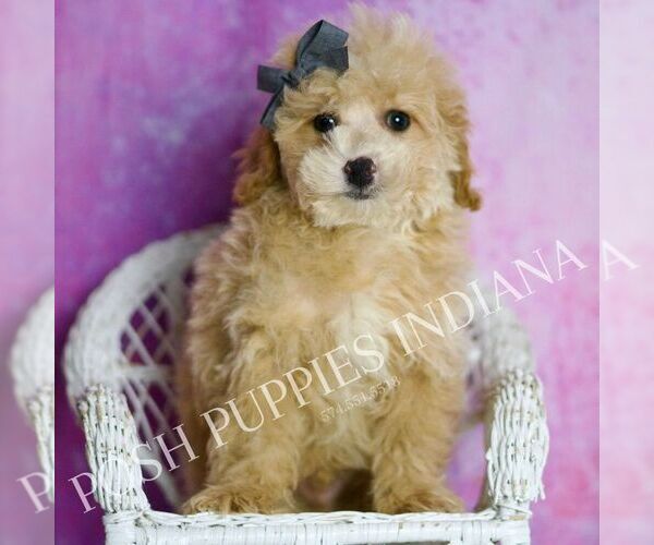 Medium Photo #9 Poodle (Miniature) Puppy For Sale in WARSAW, IN, USA