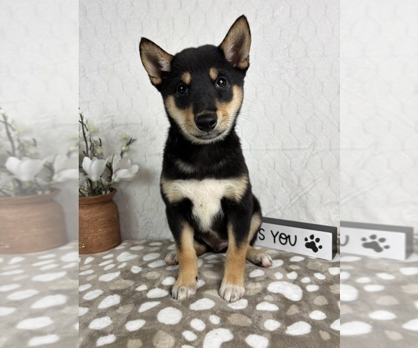 Medium Photo #6 Shiba Inu Puppy For Sale in INDIANAPOLIS, IN, USA