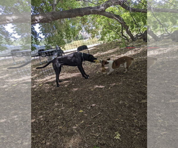 Medium Photo #4 Mutt Puppy For Sale in Denver , CO, USA