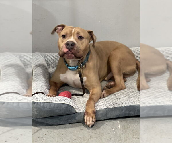 Medium Photo #6 American Staffordshire Terrier Puppy For Sale in Dana Point, CA, USA