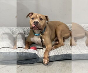 Franklin - Male American Staffordshire Terrier Dog for Adoption - Photo #6