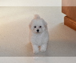 Small Photo #5 Bichpoo Puppy For Sale in ELDORADO, OH, USA