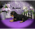 Small #13 Cavalier King Charles Spaniel