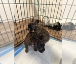Small Photo #4 French Bulldog Puppy For Sale in MONCKS CORNER, SC, USA