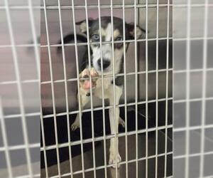 Gerberian Shepsky Dogs for adoption in Decatur, IL, USA