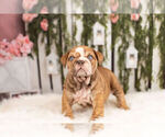 Small Photo #6 English Bulldog Puppy For Sale in WARSAW, IN, USA