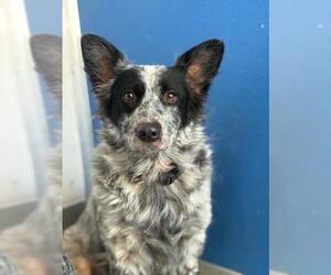 Texas Heeler-Unknown Mix Dogs for adoption in Visalia, CA, USA