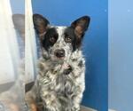 *STACY - Female Texas Heeler-Unknown Mix Dog for Adoption - Small photo