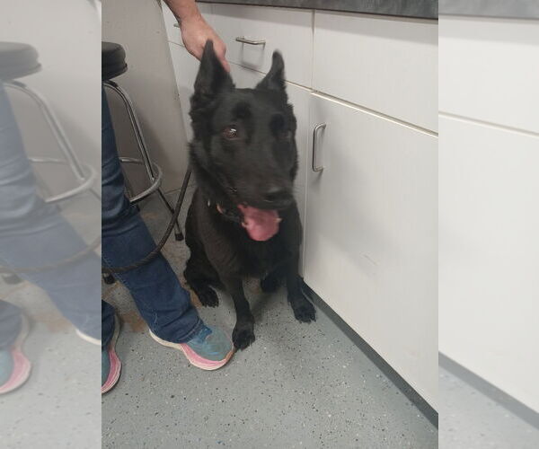 Medium Photo #2 German Shepherd Dog-Unknown Mix Puppy For Sale in Pierceton , IN, USA