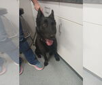 Small #1 German Shepherd Dog Mix