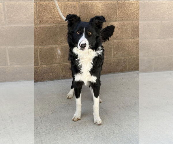 Medium Photo #2 Border Collie Puppy For Sale in Salinas, CA, USA