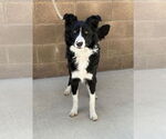 Small #1 Border Collie