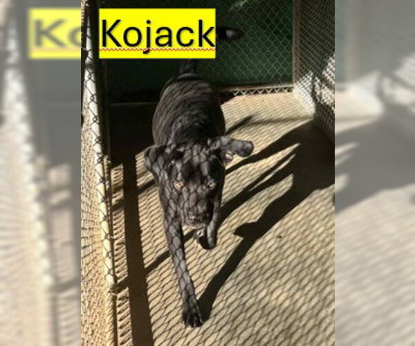 Medium Photo #6 Great Dane-Labrador Retriever Mix Puppy For Sale in Sheboygan, WI, USA