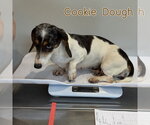 Small #9 Dachshund