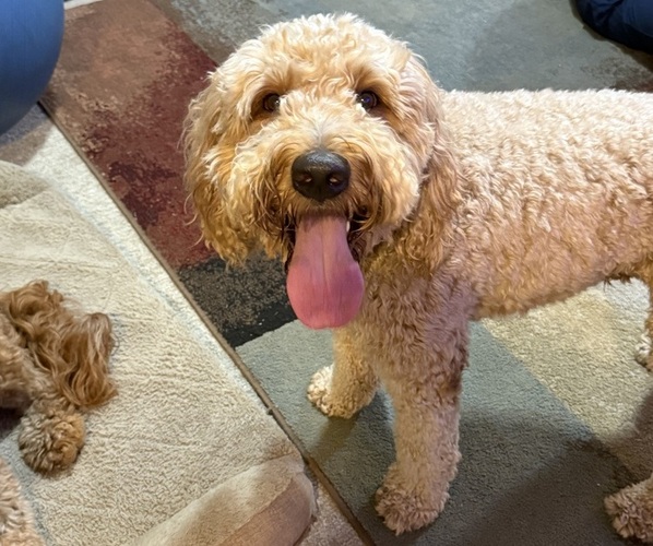 Medium Photo #6 Goldendoodle Puppy For Sale in SACRAMENTO, CA, USA