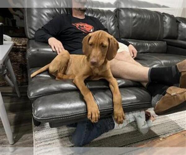 View Ad Vizsla Puppy for Sale near Oregon, CANBY, USA. ADN490051