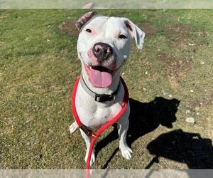 American Pit Bull Terrier Dogs for adoption in Orange, CA, USA