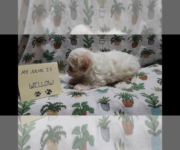 Medium Photo #9 Maltipoo (Miniature) Puppy For Sale in BROOKFIELD, MO, USA