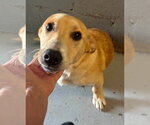 Small #2 Mutt