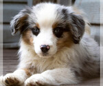 Puppy Dewey Miniature Australian Shepherd