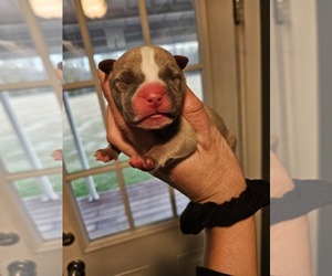 American Bully Puppy for sale in BLOUNTS CREEK, NC, USA