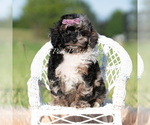 Small #4 Poodle (Miniature)