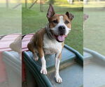 Small #2 American Pit Bull Terrier Mix