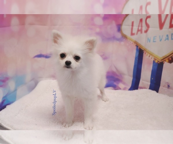 Medium Photo #2 Pomeranian Puppy For Sale in LAS VEGAS, NV, USA
