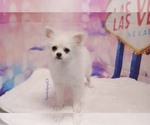 Small Photo #2 Pomeranian Puppy For Sale in LAS VEGAS, NV, USA