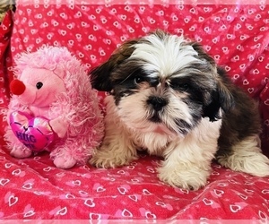 Shih Tzu Puppy for sale in AMSTERDAM, MO, USA