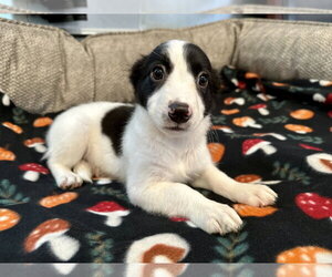 Mutt Dogs for adoption in Pacolet, SC, USA