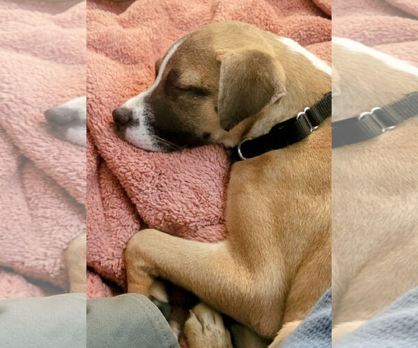 Medium Photo #3 Labrador Retriever-Unknown Mix Puppy For Sale in Cottage Grove, MN, USA